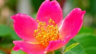 椿の花