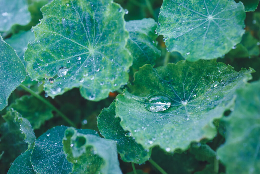 雨粒の葉っぱ